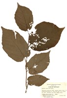 藏品(美國榛樹)的圖片